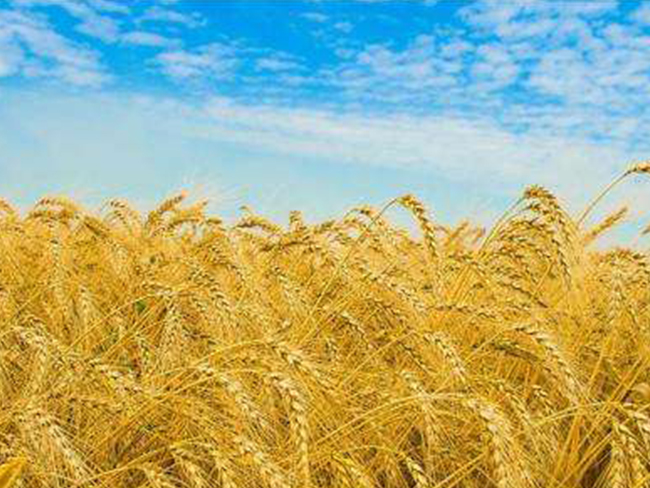 天然農(nóng)產(chǎn)品進出口資質、流程、注意事項及稅率？